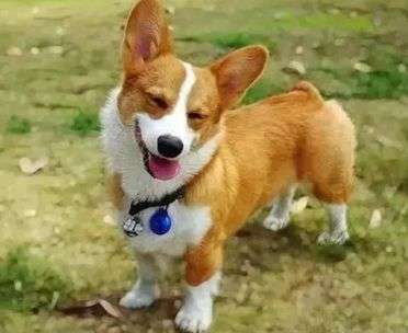 科普狗狗感染犬瘟的治療過程和相關治療細節。